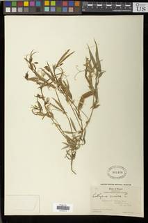 Image of Lathyrus cicera