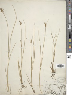 Carex echinata subsp. phyllomanica image