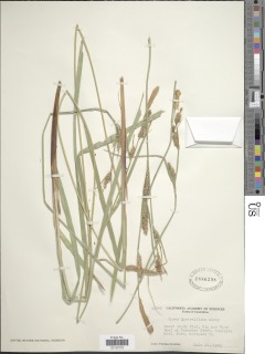 Image of Carex sartwelliana