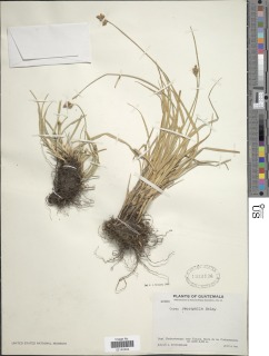 Image of Carex peucophila