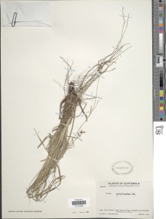 Image of Carex polystachya
