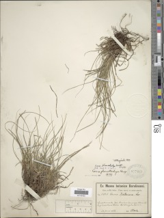 Image of Carex planostachys