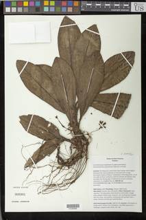 Plowmanianthus panamensis image