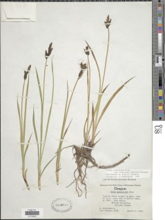 Carex scopulorum var. bracteosa image