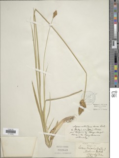 Carex densa image