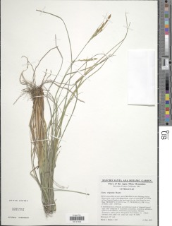 Carex triquetra image
