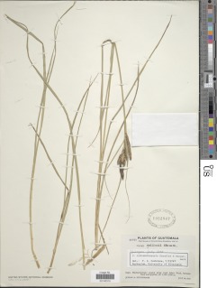 Image of Carex cuchumatanensis