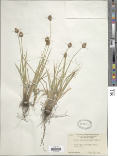 Carex straminiformis image