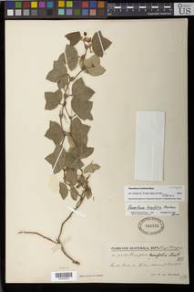 Passiflora trinifolia image
