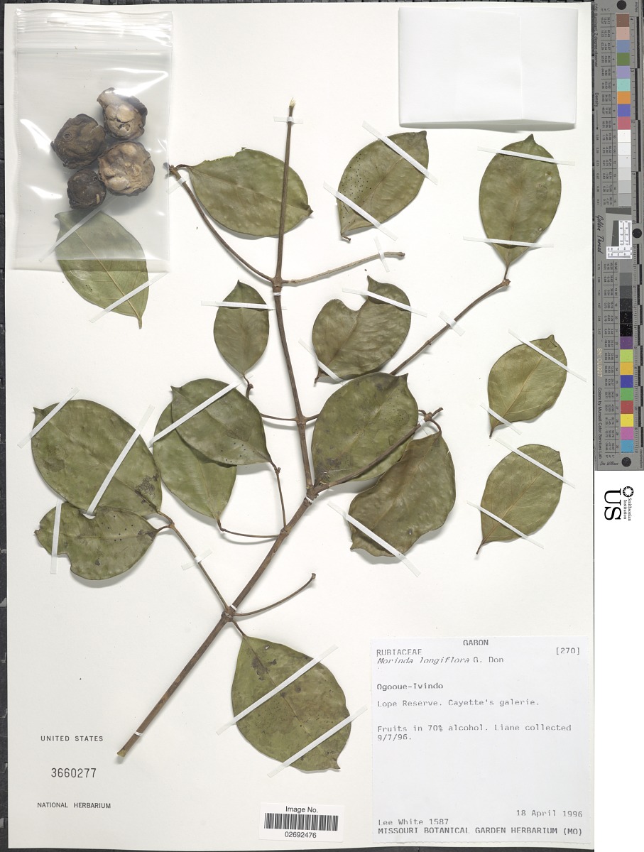 Morinda longiflora image