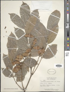 Lonchocarpus macrophyllus image