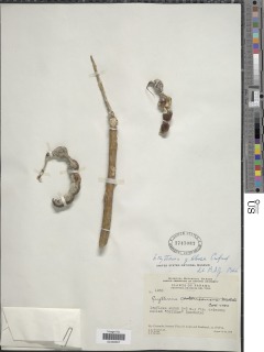 Erythrina gibbosa image