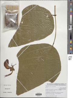 Erythrina droogmansiana image