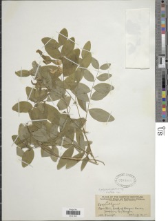 Lathyrus polyphyllus image