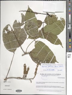 Aganope gabonica image