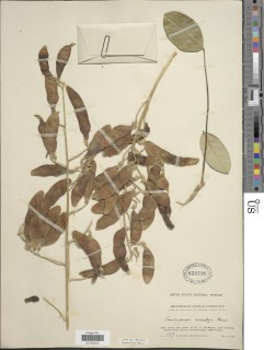 Philenoptera eriocalyx image