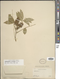 Lonchocarpus purpureus image