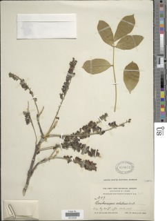 Lonchocarpus velutinus image