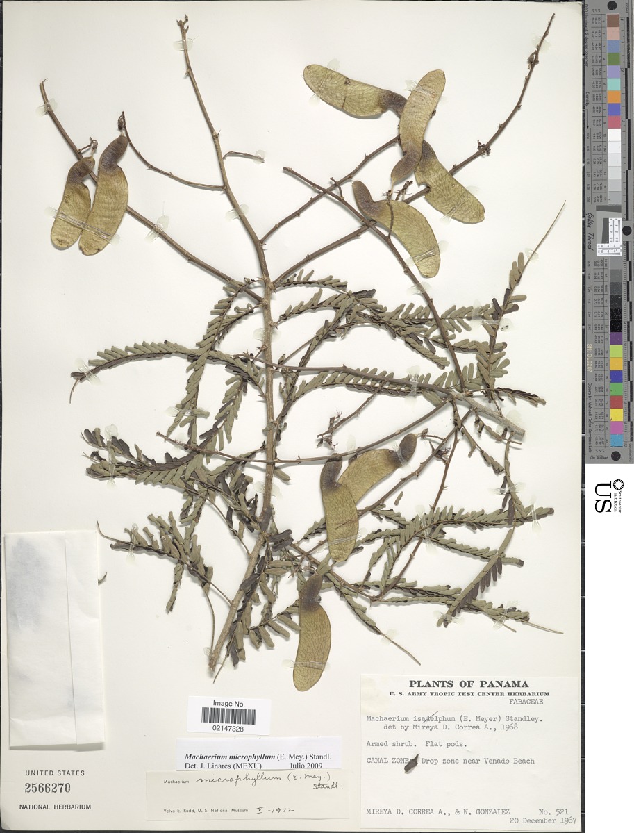 Machaerium microphyllum image