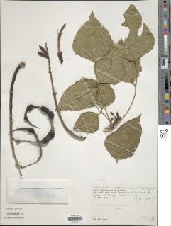 Erythrina williamsii image