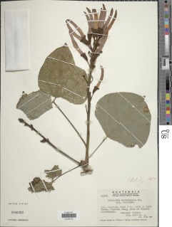 Erythrina macrophylla image
