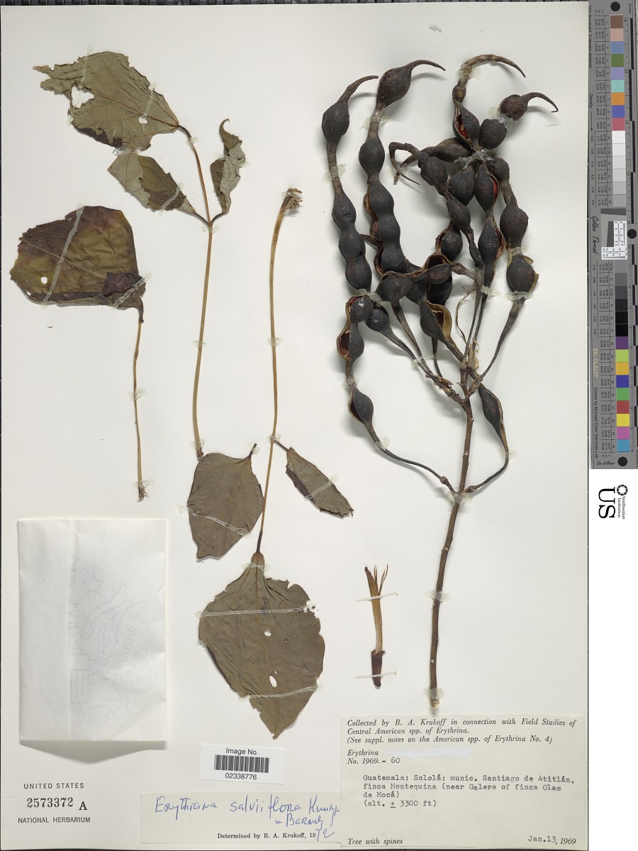 Erythrina salviiflora image