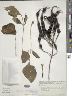 Image of Erythrina salviiflora