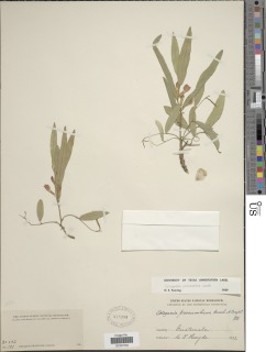 Cologania procumbens image