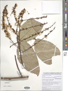 Leptoderris fasciculata image