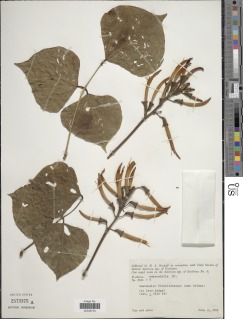 Erythrina macrophylla image