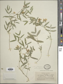 Lathyrus lanszwertii var. tracyi image
