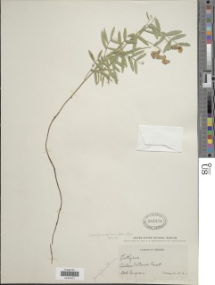 Lathyrus brownii image