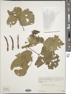 Image of Erythrina cobanensis