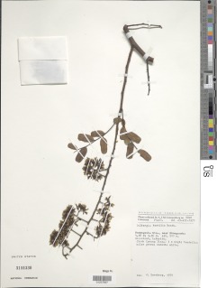 Dalbergia hostilis image