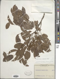 Image of Pterocarpus soyauxii