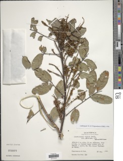 Lonchocarpus rugosus image