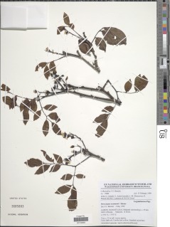 Image of Pterocarpus tessmannii