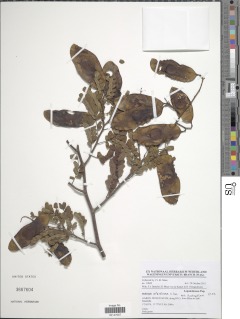 Image of Dalbergia afzeliana