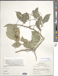 Image of Lonchocarpus punctatus