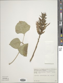 Image of Erythrina castillejiflora