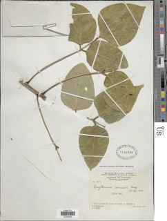 Erythrina chiriquensis image