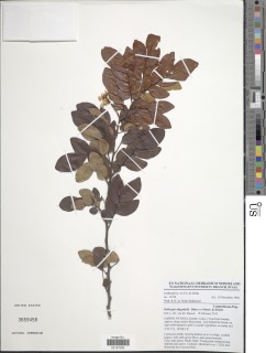Image of Dalbergia oligophylla