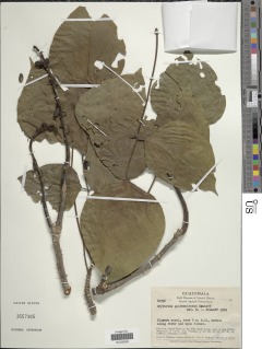 Erythrina guatemalensis image