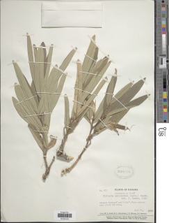 Clitoria guianensis image
