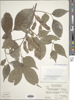 Image of Lonchocarpus sanctuarii