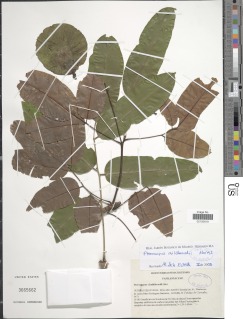 Image of Pterocarpus mildbraedii