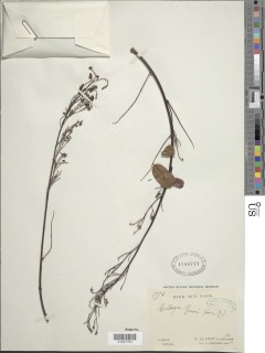 Dalbergia saxatilis var. preussii image