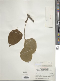Erythrina florenciae image