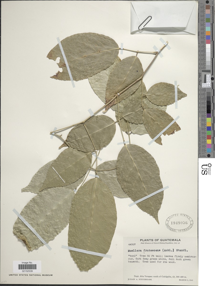 Lonchocarpus monilis image