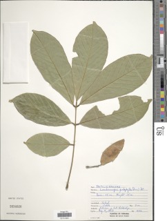 Image of Lonchocarpus pentaphyllus